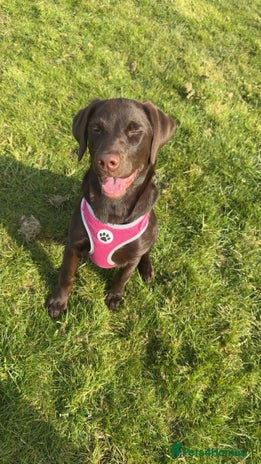 Labrador Retriever dogs Bonnie - Advert 1