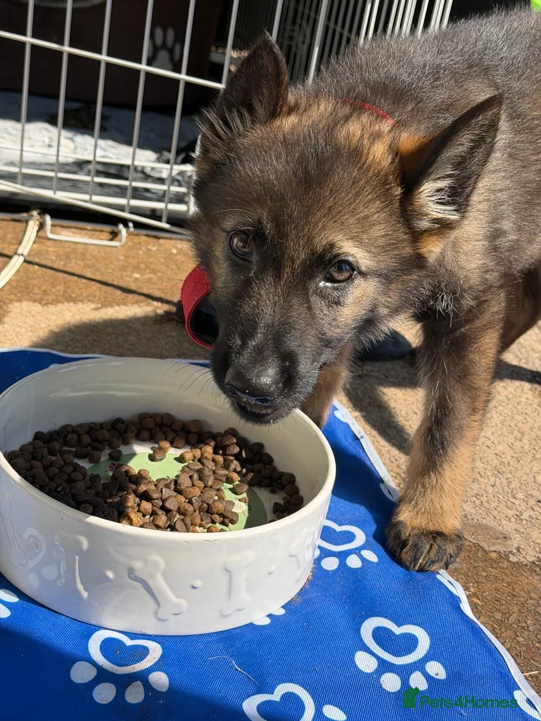 German Shepherd dogs for sale: German Sheppard   - Advert 2