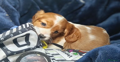 Cavalier King Charles Spaniel dogs - Advert 8