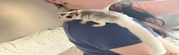 Sugar Glider rodents for sale: Sugar gliders available  - Advert 4