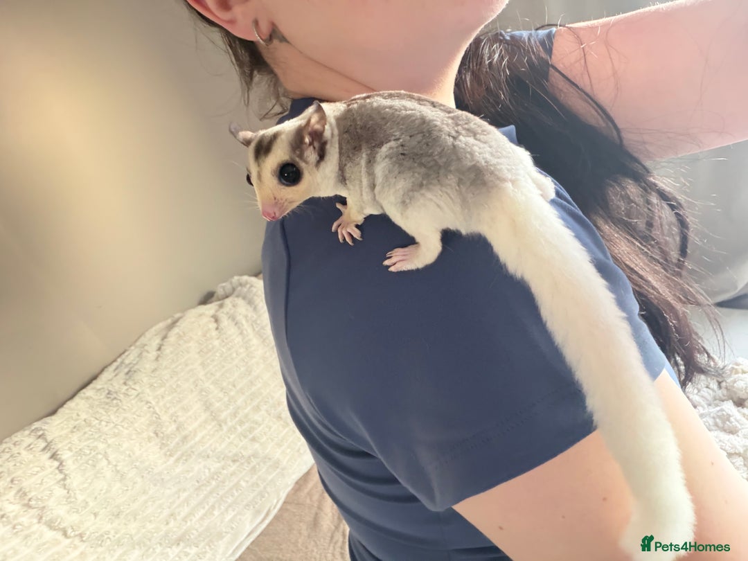 Sugar Glider rodents for sale: Sugar gliders available  - Advert 4