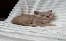 British Shorthair cats for sale: OUTSTANDING GCCF + HEALTH TESTED BSH + BLH KITTENS - Image 24