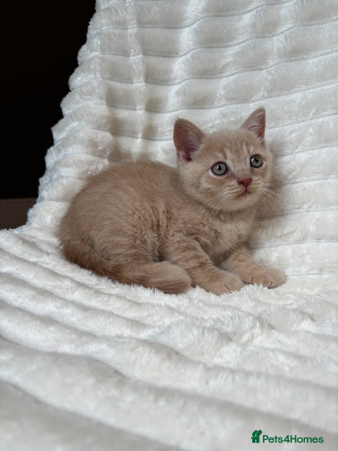 British Shorthair cats for sale: OUTSTANDING GCCF + HEALTH TESTED BSH + BLH KITTENS - Image 24