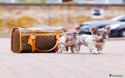 French Bulldog dogs for sale: Top girls ready to leave  - Image 10