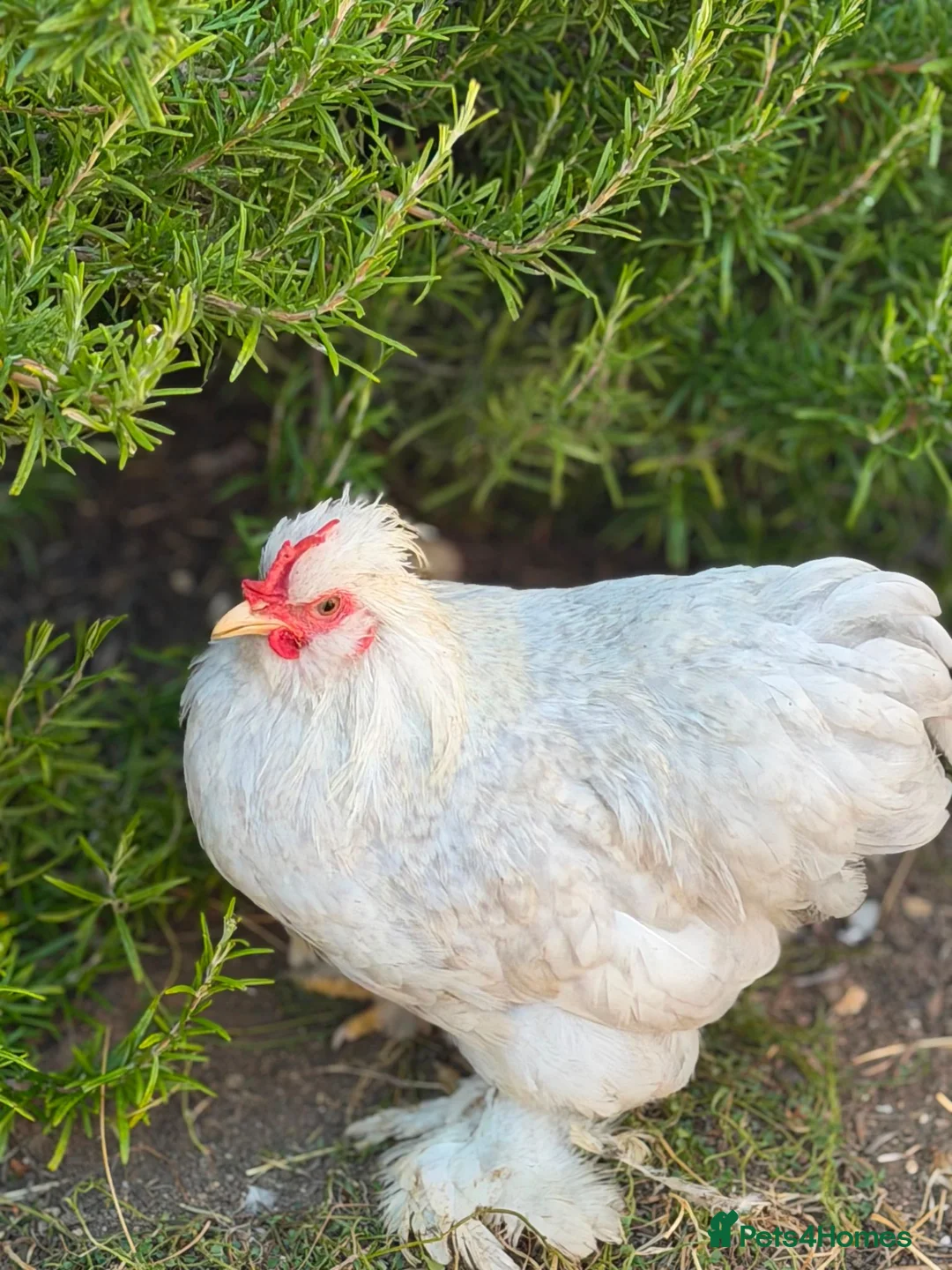 Chickens poultry for sale: Mixed Roosters - Advert 6