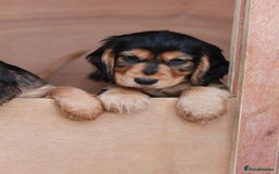 Cocker Spaniel dogs for sale: Full Cocker Spaniels Puppies  - Image 2