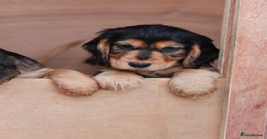 Cocker Spaniel dogs - Advert 6