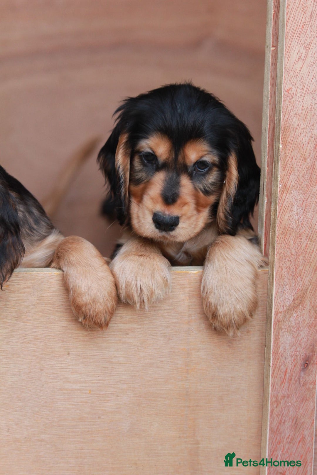 Cocker Spaniel dogs for sale: Full Cocker Spaniels Puppies  - Image 2