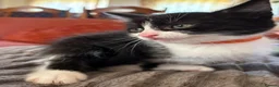 Mixed Breed cats for sale: Beautiful Family-Raised Kittens in Leicester - Advert 5