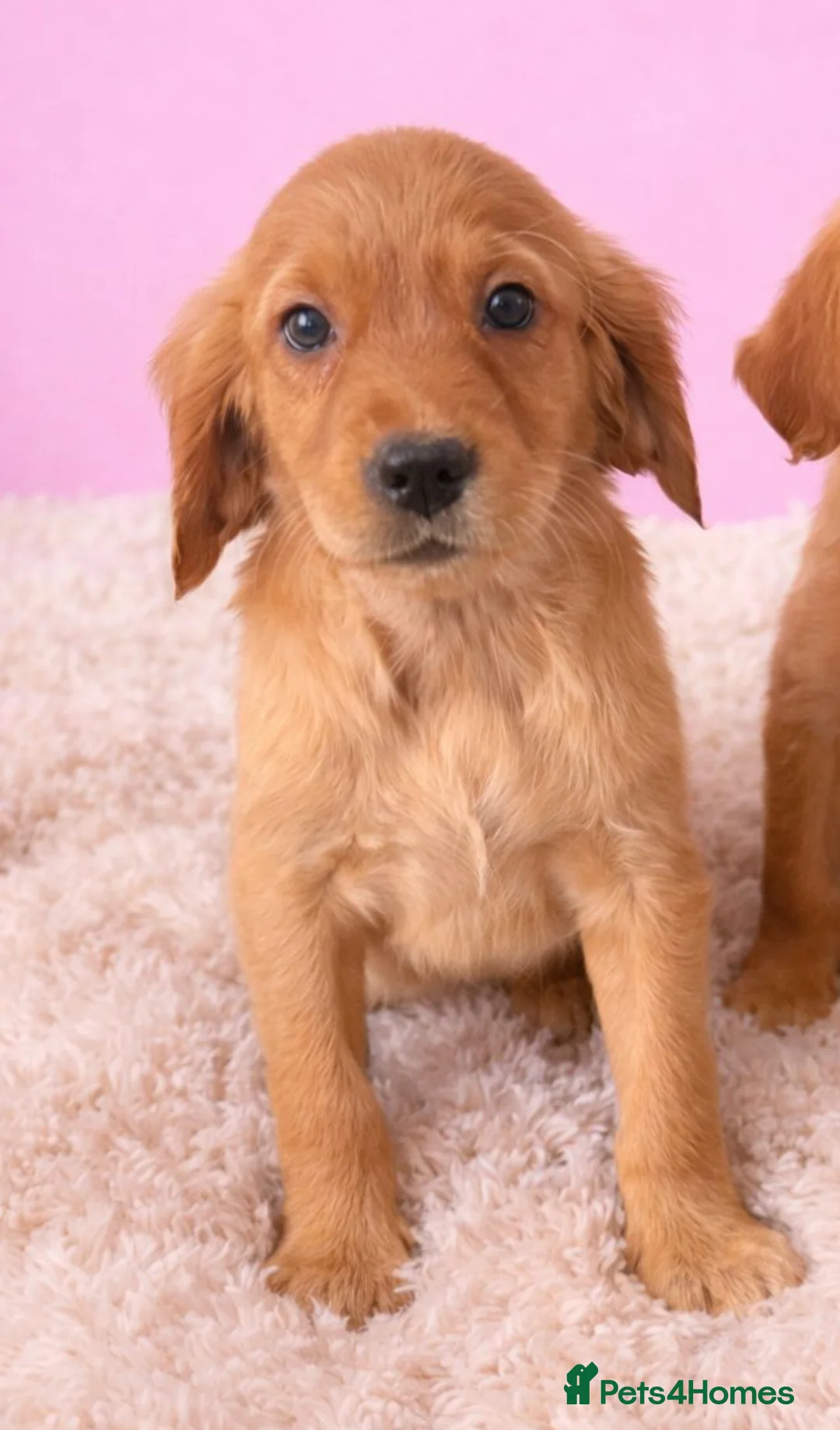 Golden Retriever dogs for sale: READY NOW KC Puppies With Health Tested Parents in Middlesbrough - Advert 2