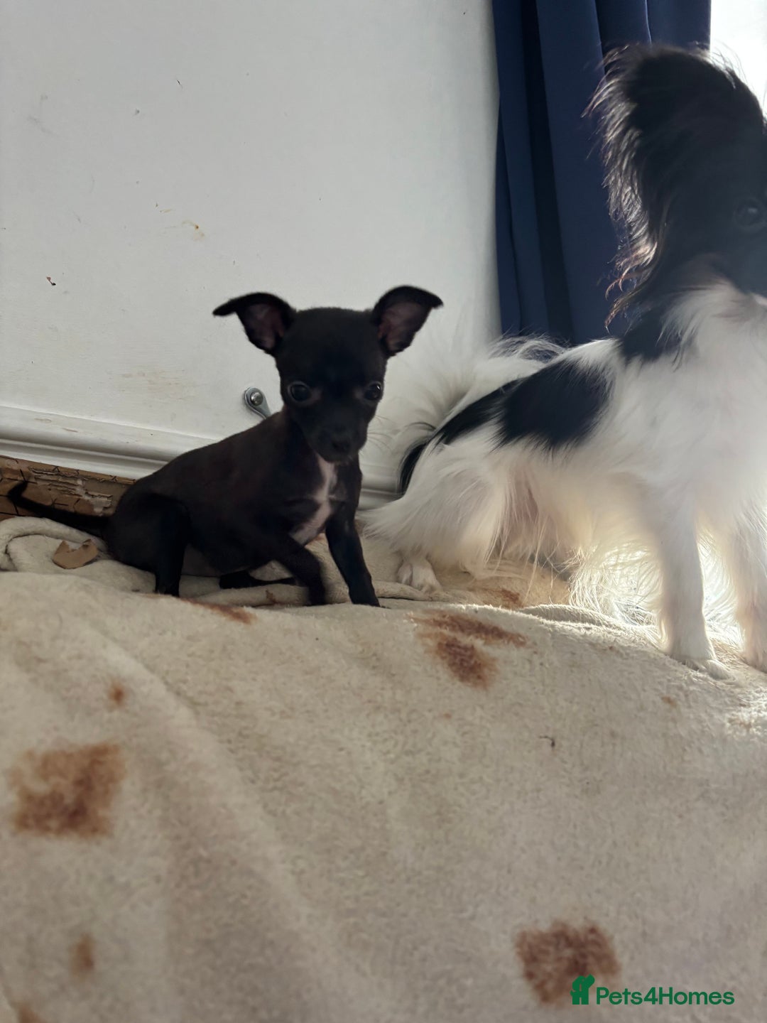 Black Italian Italian Greyhound Cross Puppies Italian Greyhound