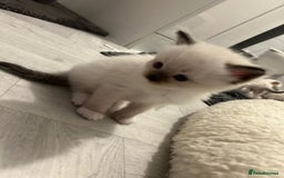 Ragdoll cats for sale: Ragdoll kittens  - Image 8