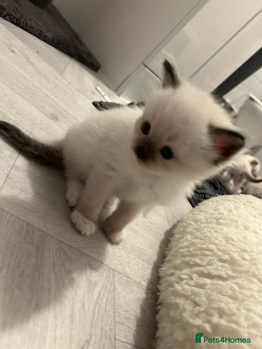 Ragdoll cats for sale: Ragdoll kittens  - Image 8