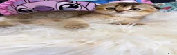Scottish Fold cats for sale: 🐱✨ Beautiful Golden Scottish Fold Kitten - Advert 31