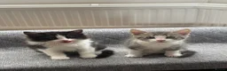 Mixed Breed cats for sale: Beautiful Active Girl Kitten  🐾 - Advert 2