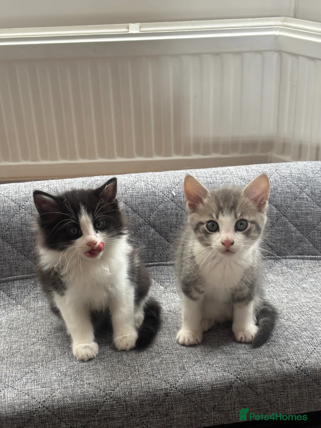 Mixed Breed cats for sale: Beautiful Active Girl Kitten  🐾 - Advert 2
