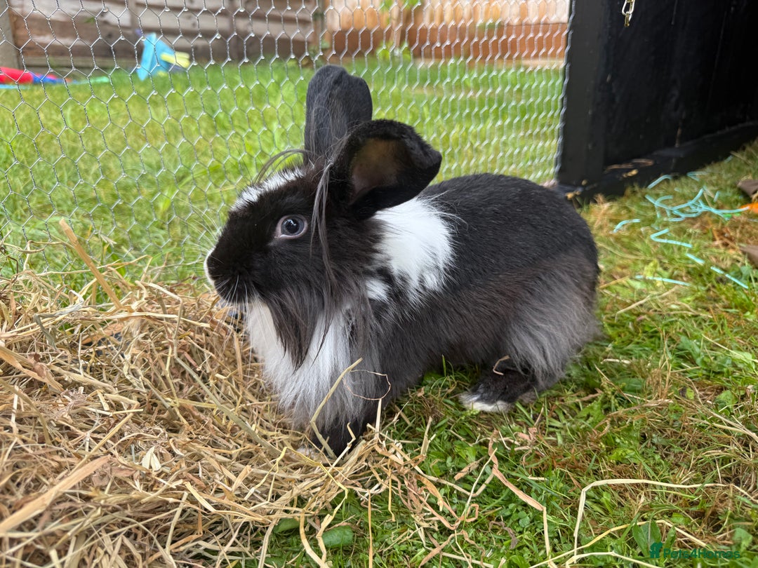 Lionhead rabbits for sale: 3 baby rabbits - Advert 6