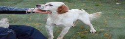 English Setter dogs for adoption: Torre - Advert 10