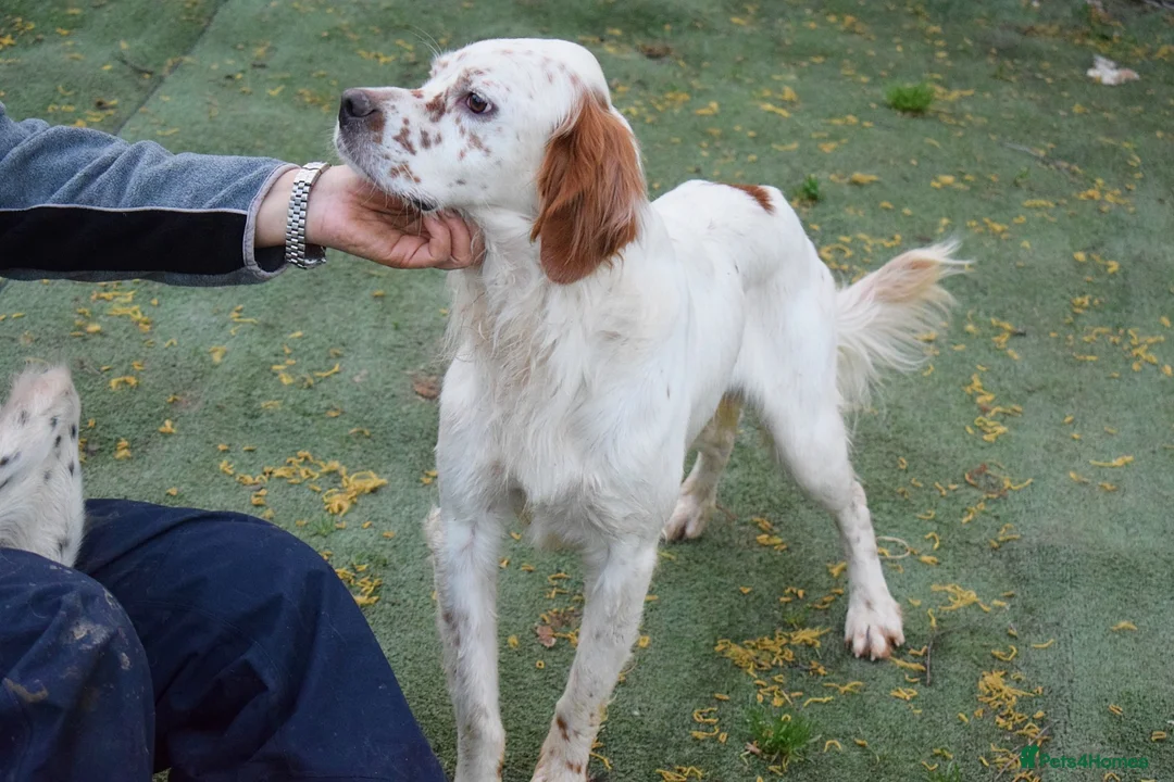 English Setter dogs for adoption: Torre - Advert 10