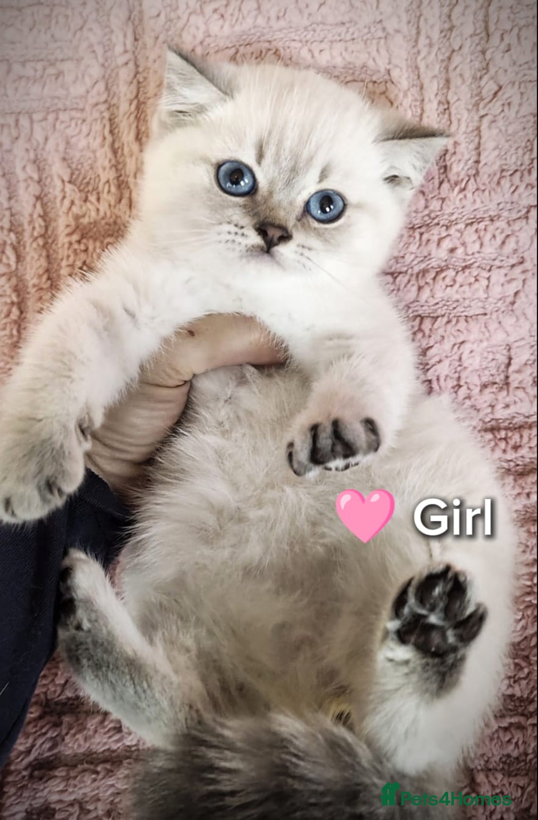 British Shorthair cats for sale: ❤️💙Last 2 Kittens ● TICA Reg ● BSH ●Colorpoints ✨ - Image 20