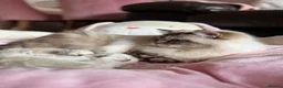 Ragdoll cats for sale: Champion bloodline Ragdoll kittens  in Mansfield - Advert 16