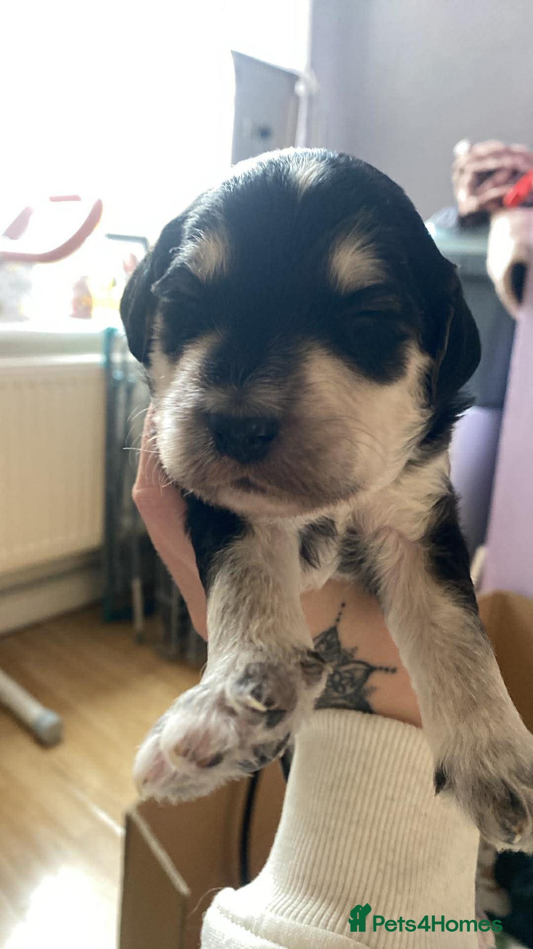 Sproodle dogs  🧸 HEALTH TESTED RARE TRI&TUXEDO SPROODLES🧸 - Advert 14