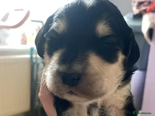 Sproodle dogs 🧸 HEALTH TESTED RARE TRI&TUXEDO SPROODLES🧸 - Advert 14