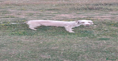 Mixed Breed dogs - Advert 8