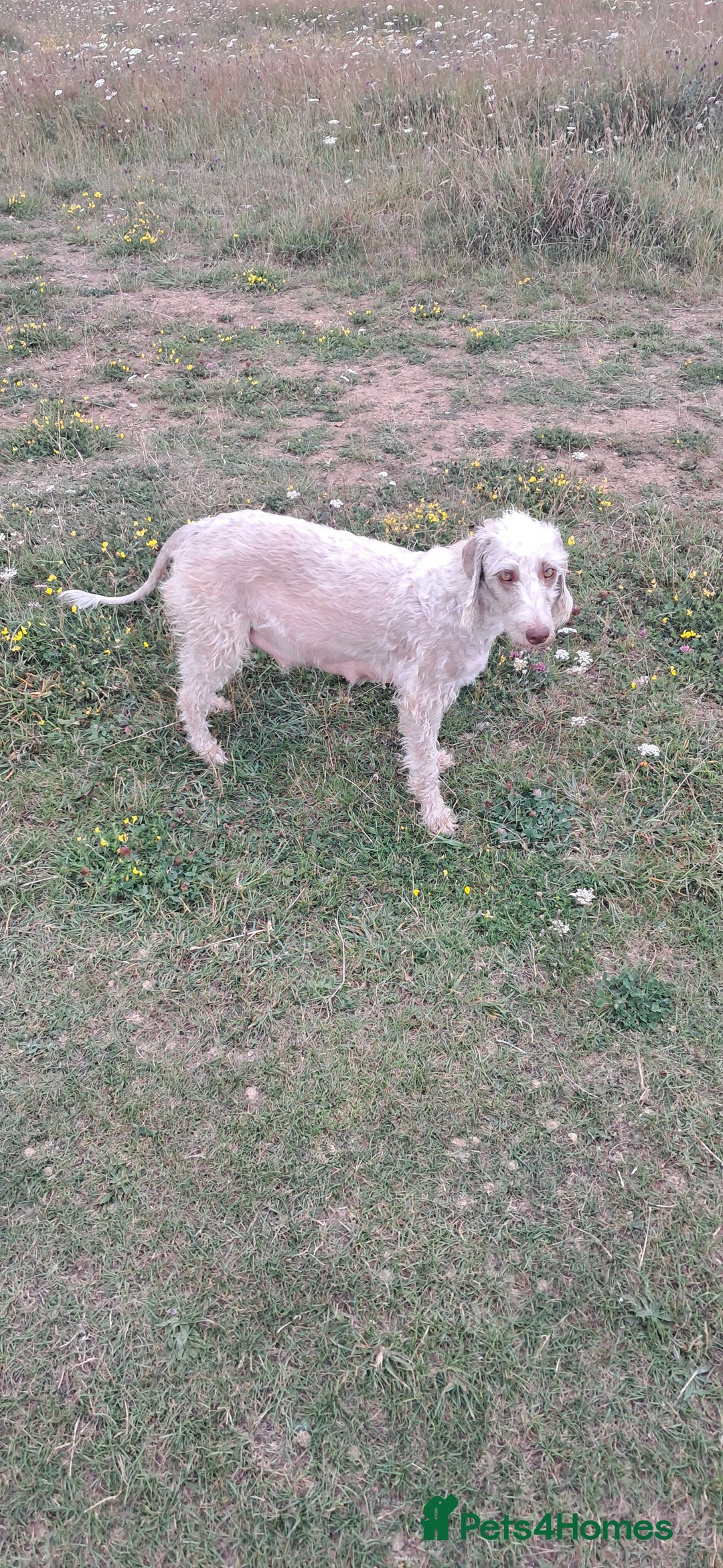 Mixed Breed dogs for sale: 3 boys  - Image 2