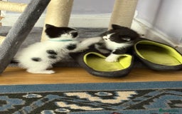 Ragdoll cats for sale: Ragdoll cross  - Image 5