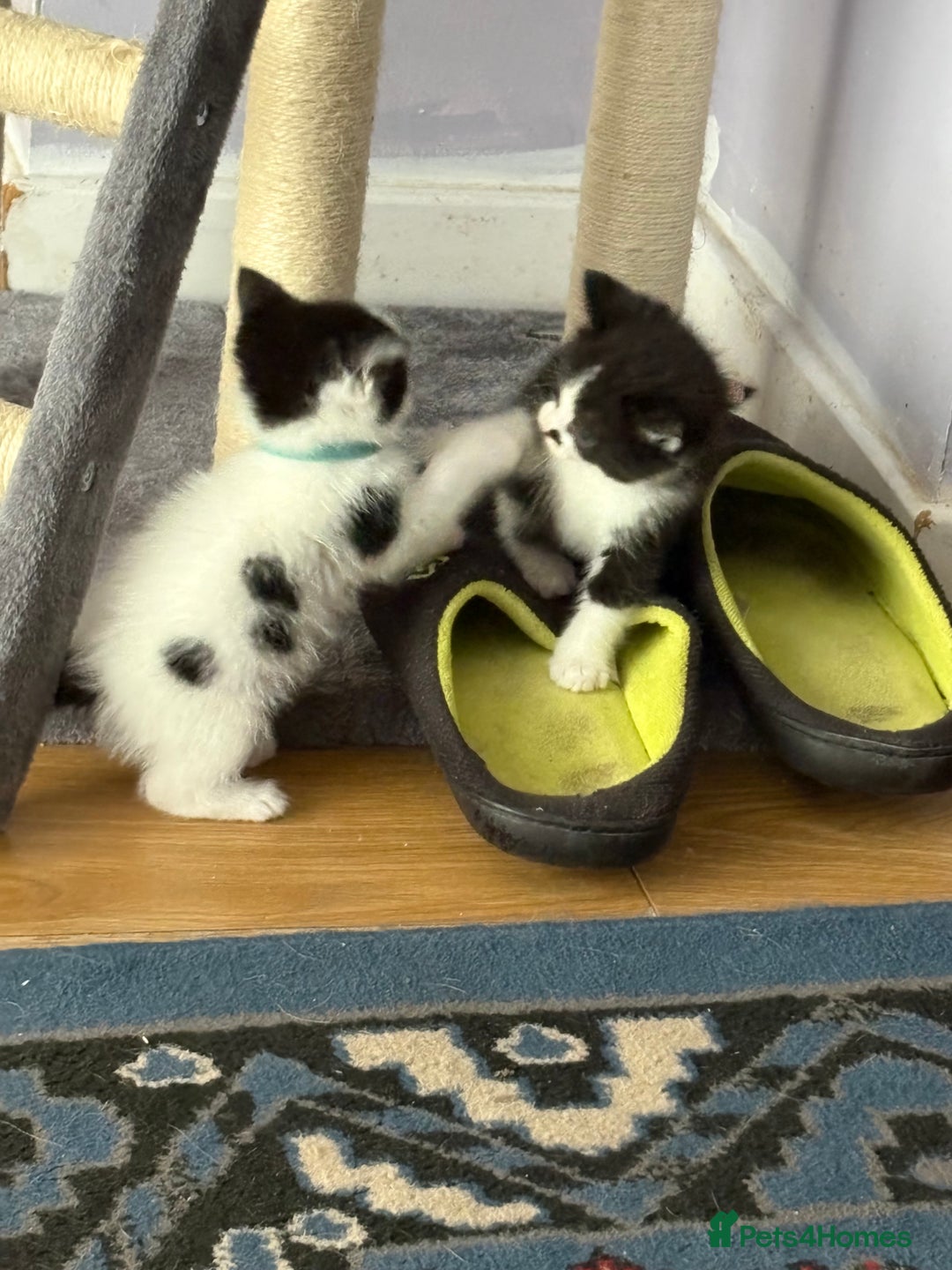 Ragdoll cats for sale: Ragdoll cross  - Image 5