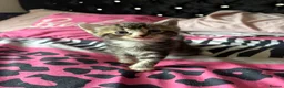 Domestic Shorthair cats for sale: 6 Curious Loving Domestic Shorthair Kittens - Advert 6