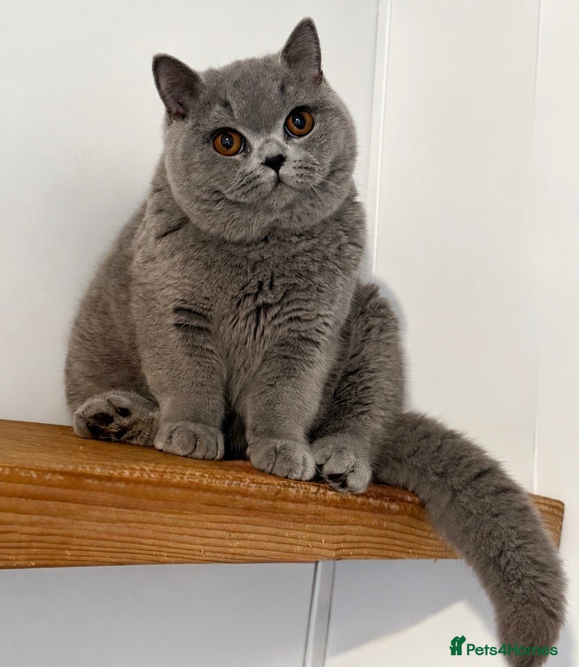 British Shorthair cats Beautiful boy  - Advert 11