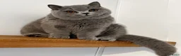British Shorthair cats for sale: Beautiful boy  - Advert 1