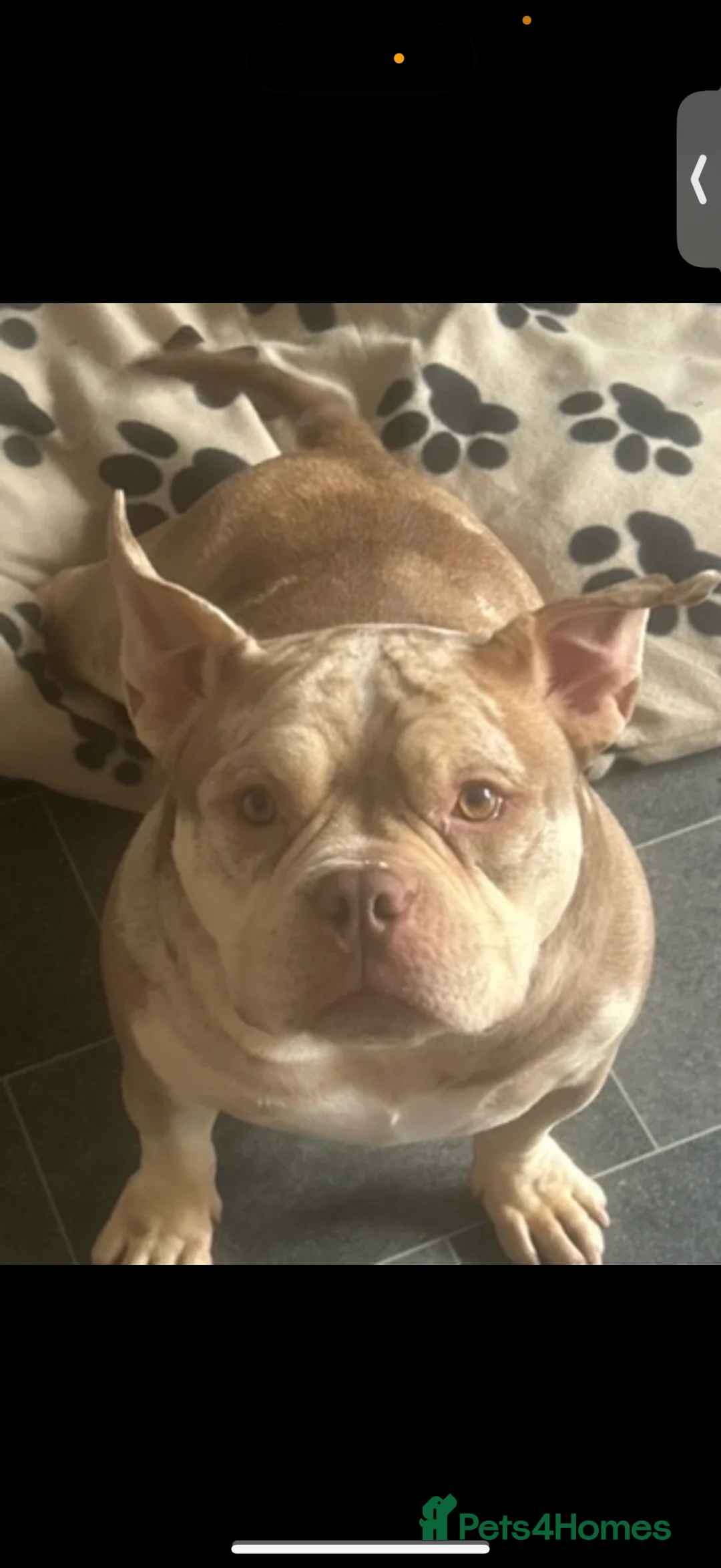 English Bulldog dogs for sale: Pocket bully girl - Advert 3