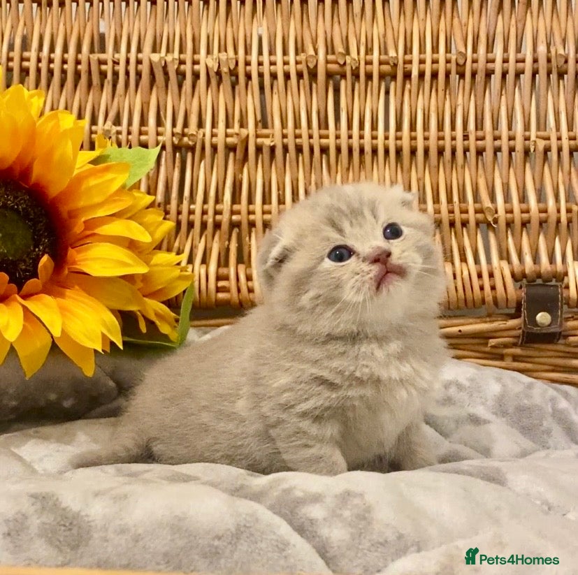 Scottish Fold cats 🧸EXTREMELY RARE CHAMP LINE FAWN SCOTTISH/BSH 😻🧸 - Advert 4