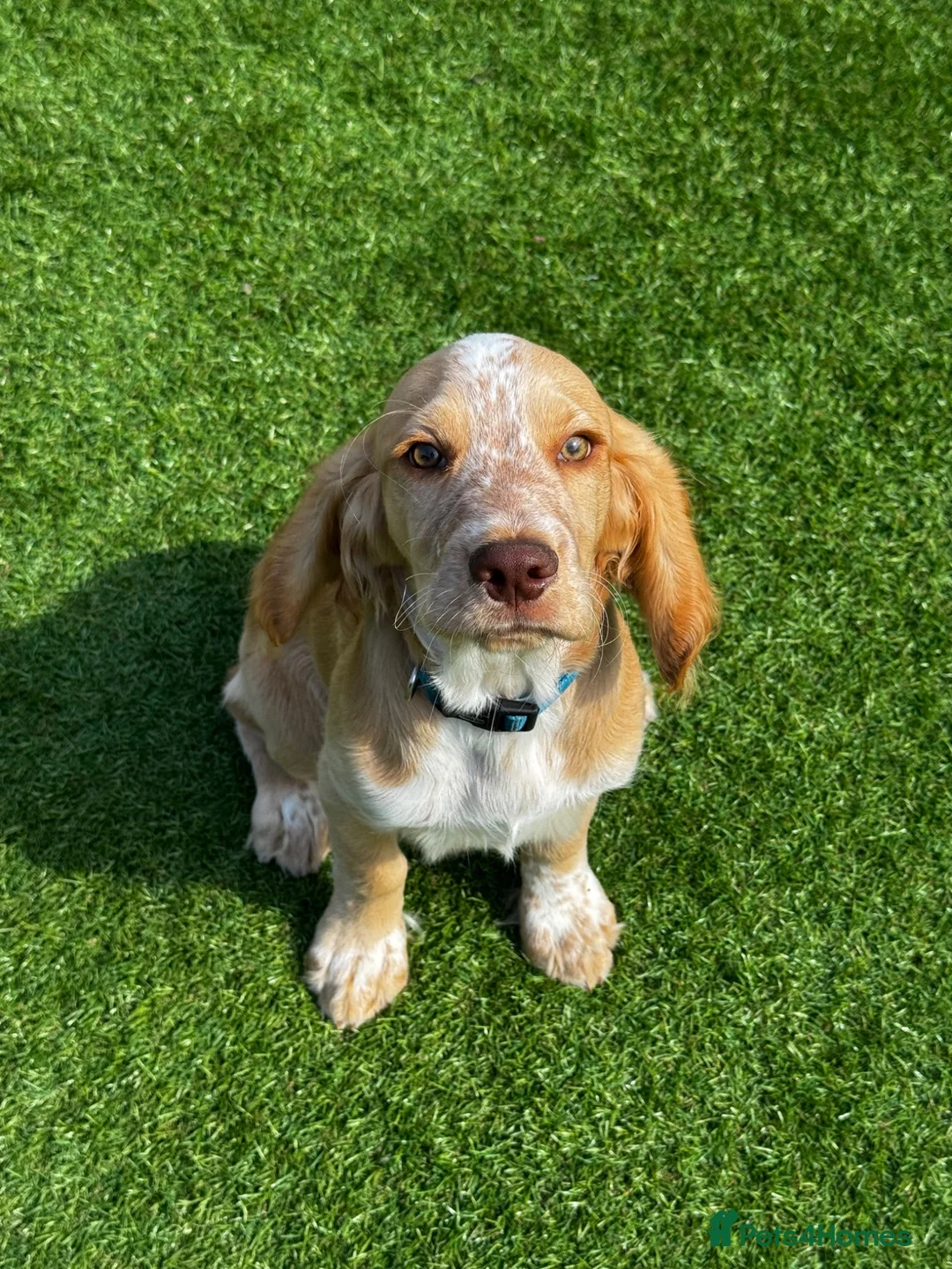 Cocker Spaniel dogs for sale: Beautiful Lemon Roan WCS - Advert 1