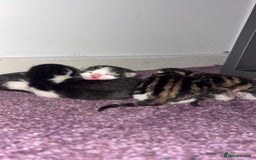 Mixed Breed cats for sale: Tabby kittens  - Image 4
