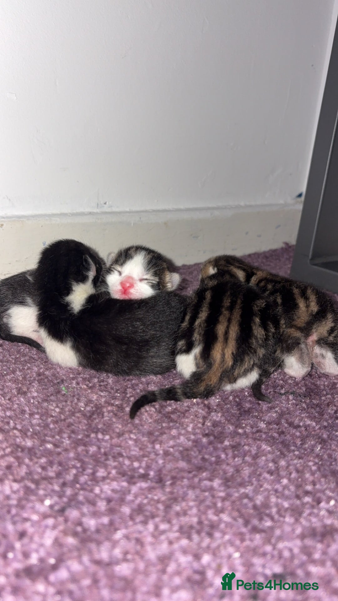 Mixed Breed cats for sale: Tabby kittens  - Image 4