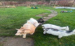 Goats livestock for sale: Loving goats looking for new pastures  - Image 4