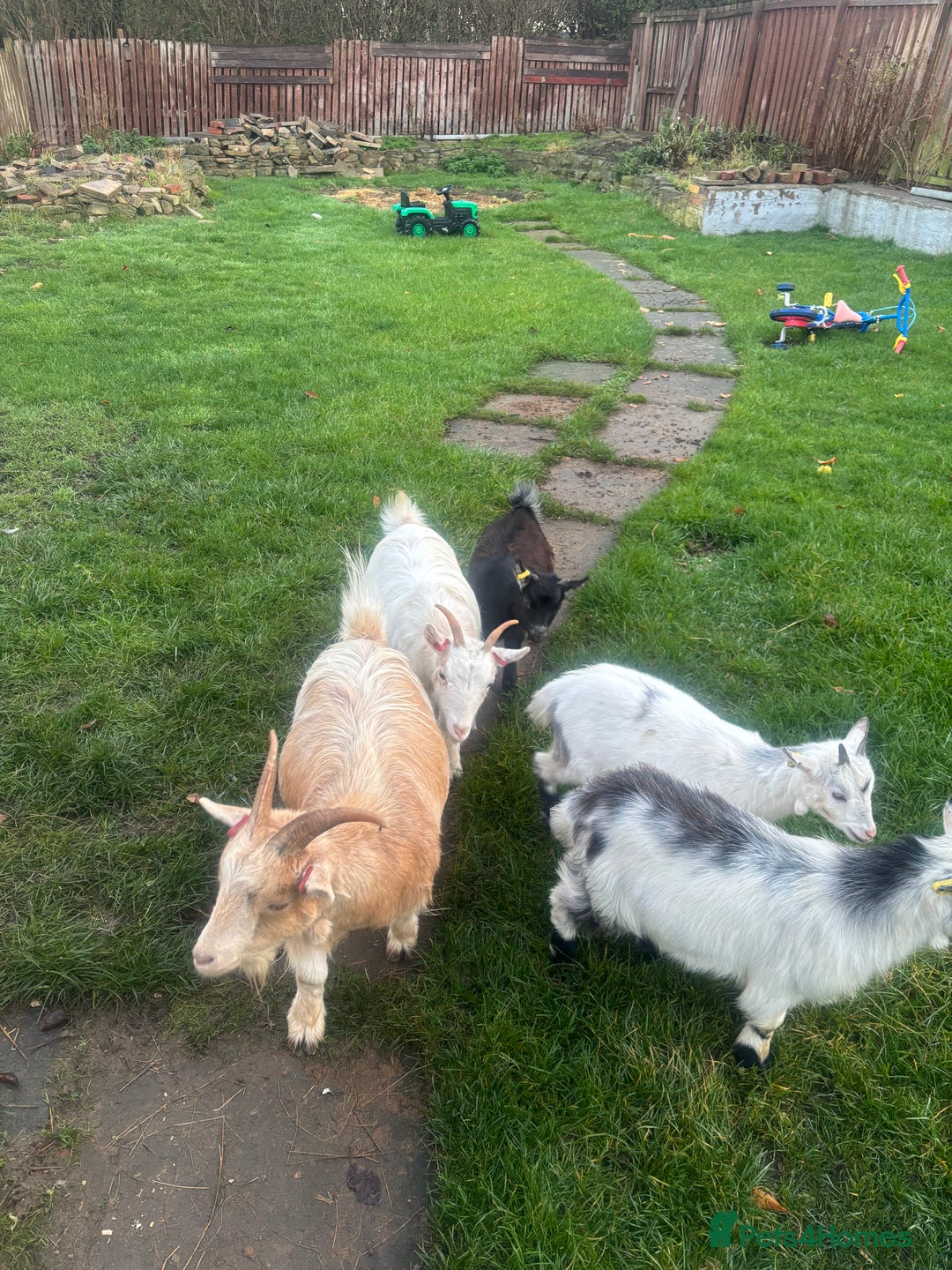 Goats livestock for sale: Loving goats looking for new pastures  - Image 4