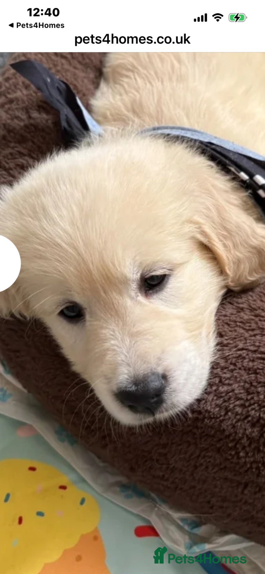 Golden Retriever dogs 1 BEAUTIFUL LITTLE BOY WANTS HIS HAPPY EVER AFTER  - Advert 2