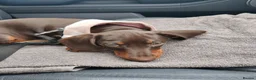 Miniature Dachshund dogs for sale: Only 1 female puppy left now  - Advert 11