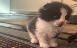 Scottish Fold cats for sale: Scottish Fold Kittens - Image 39