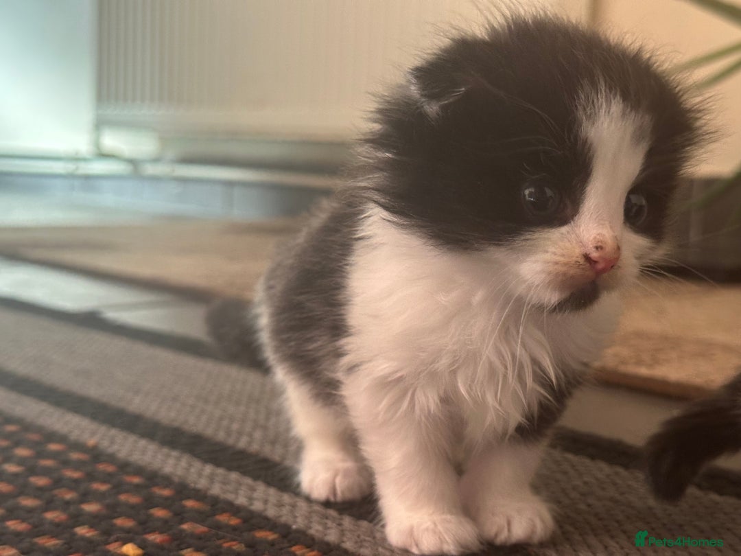 Scottish Fold cats for sale: Scottish Fold Kittens - Image 39