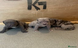 Cane Corso dogs for sale: Beautiful Cane corso Pups  - Image 23