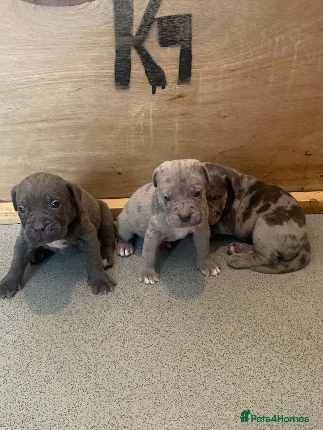 Cane Corso dogs for sale: Beautiful Cane corso Pups  - Image 23