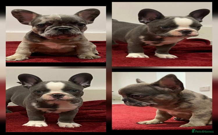 French Bulldog dogs - Advert 5