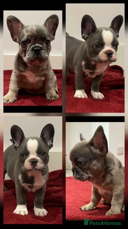 French Bulldog dogs - Advert 1