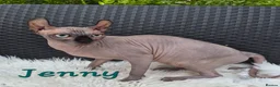 Sphynx cats for sale: Sphynx /Elf kittens Ready Now - Advert 5